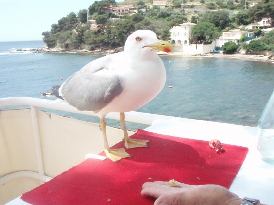 la mouette apprivoisée